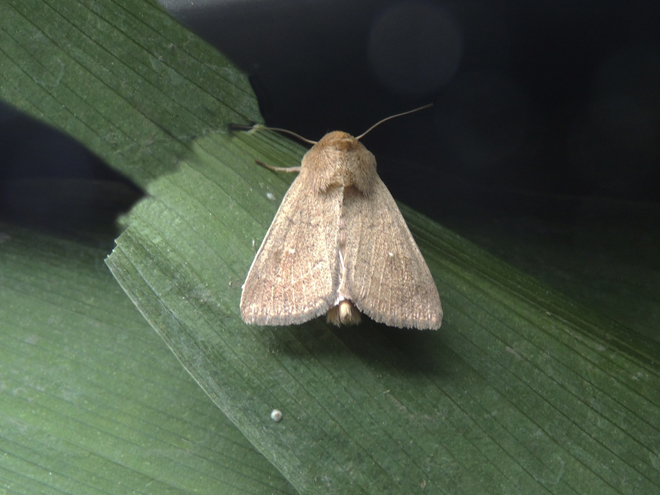 Mythimna albipuncta Noctuidae